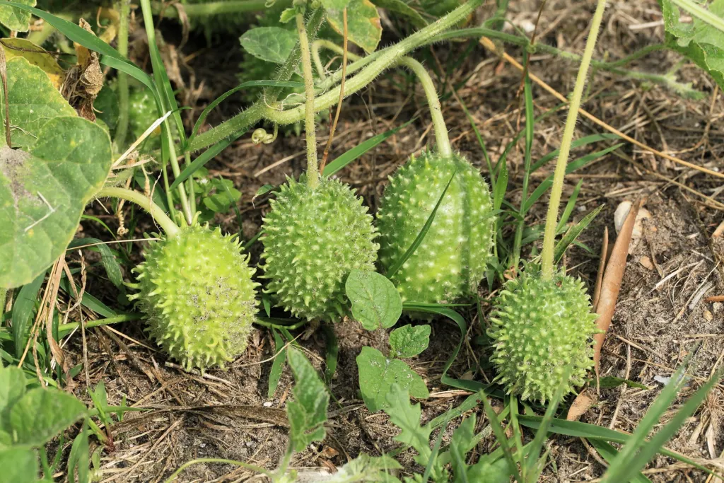 Cucumis anguria – (Cucumis anguria) – im Garten, Pflanzenfoto