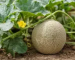 Cucumis melo Cantalupensis Group care guide