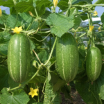 Cucumis melo Conomon Group – fotografia rastliny