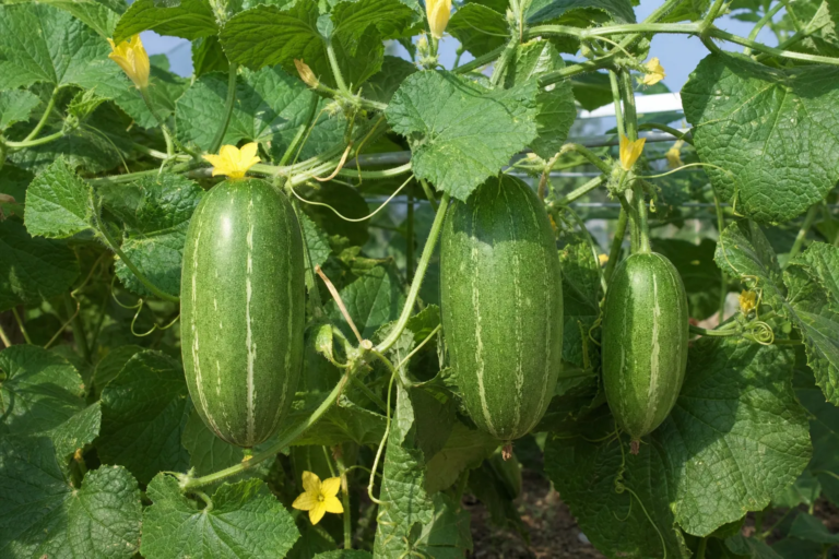 Cucumis melo Conomon Group – fotografia rastliny