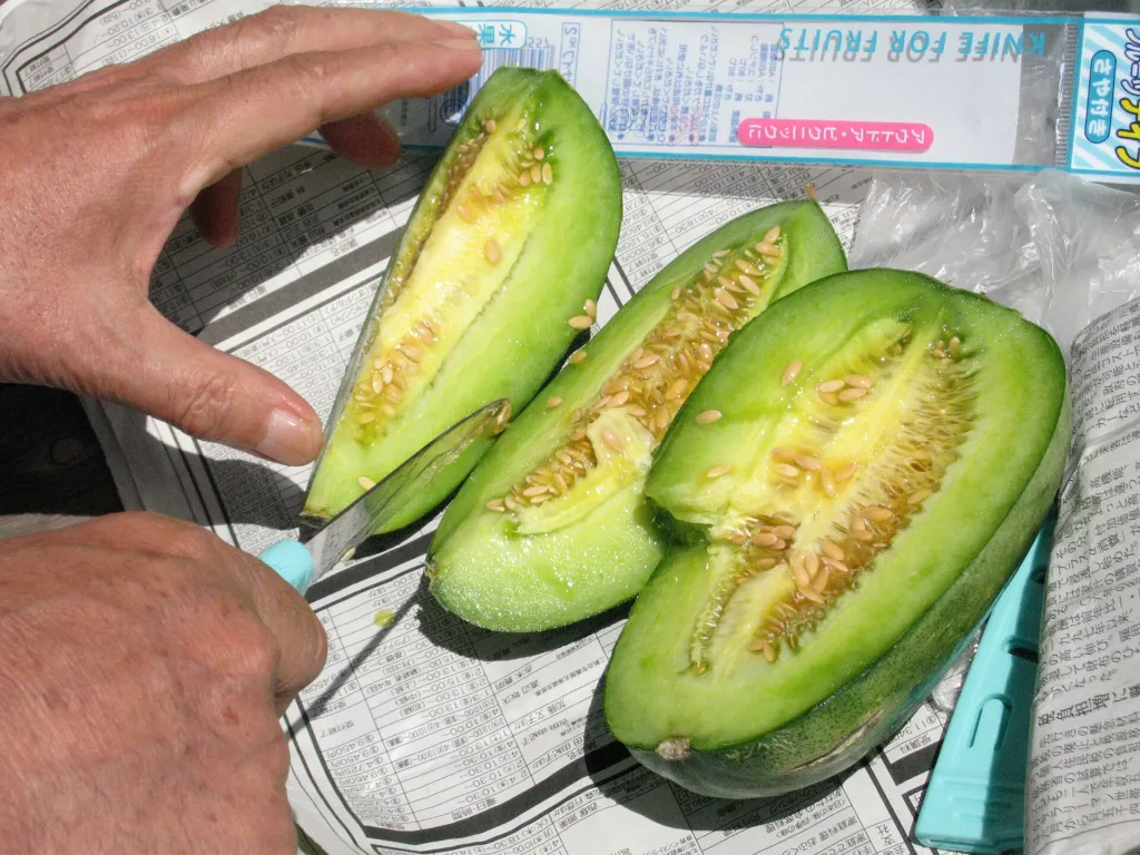 Gemüse-Melone (Cucumis melo Conomon Group) – typisches Erscheinungsbild, Pflanzenfoto