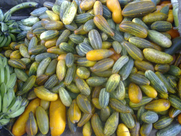 Oriental pickling melon (Cucumis melo Conomon Group) – characteristic appearance, plant photo