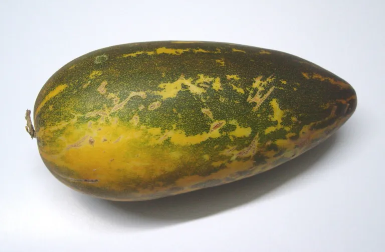 Oriental pickling melon (Cucumis melo Conomon Group) – characteristic appearance, plant photo