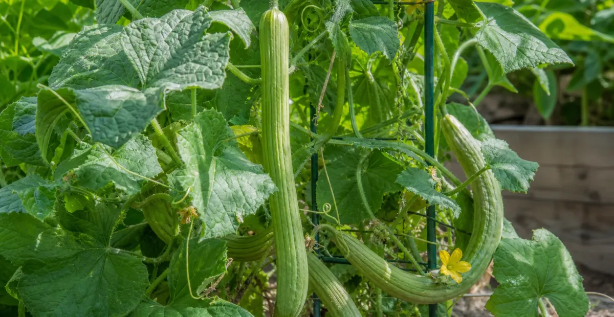 Cucumis melo Flexuosus Group – plant photo