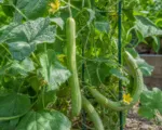Cucumis melo Flexuosus Group care guide