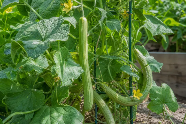 Cucumis melo Flexuosus Group