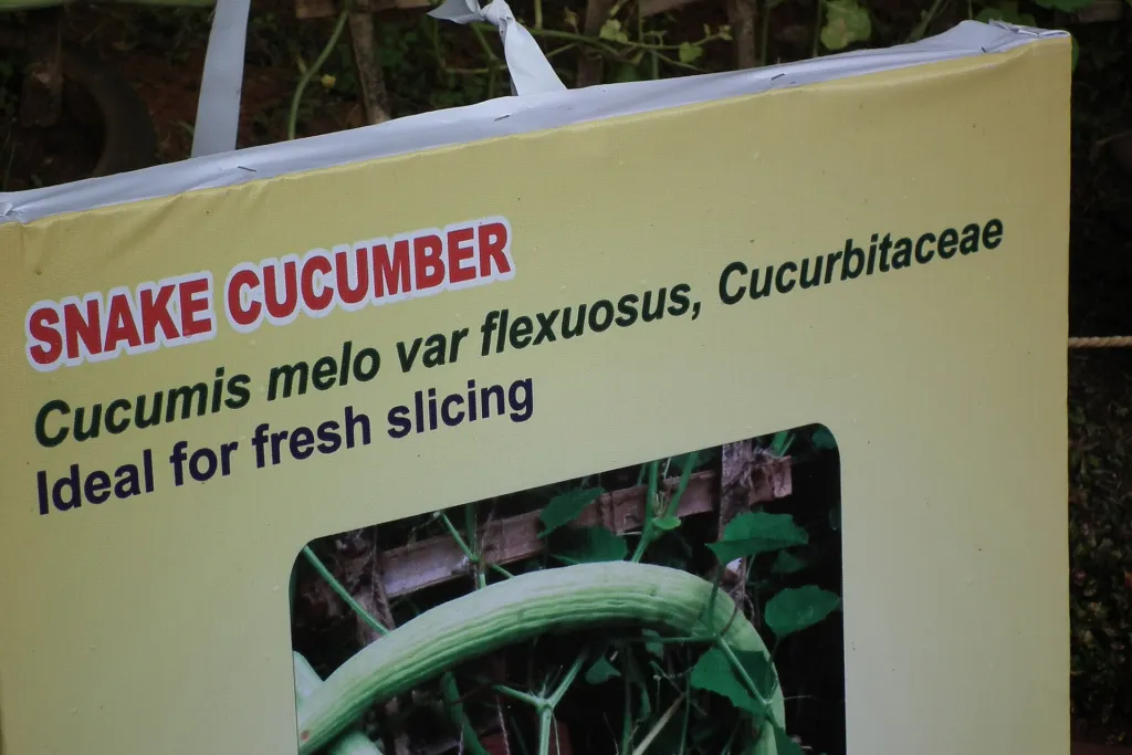 Armenische Melone (Cucumis melo Flexuosus Group) – Blüten in Nahaufnahme, Pflanzenfoto