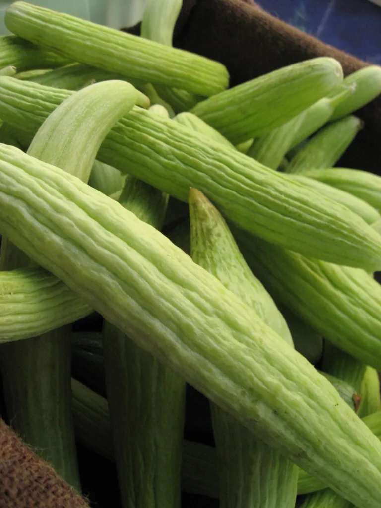 Armenische Melone (Cucumis melo Flexuosus Group) – typisches Erscheinungsbild, Pflanzenfoto