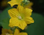 Melon or true melo (Cucumis melo) care guide
