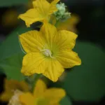 melon or true melo (Cucumis melo) – plant photo