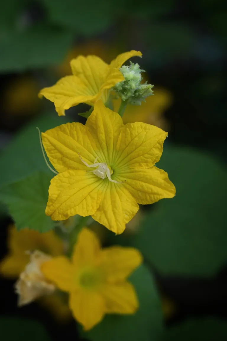 Cucumis melo