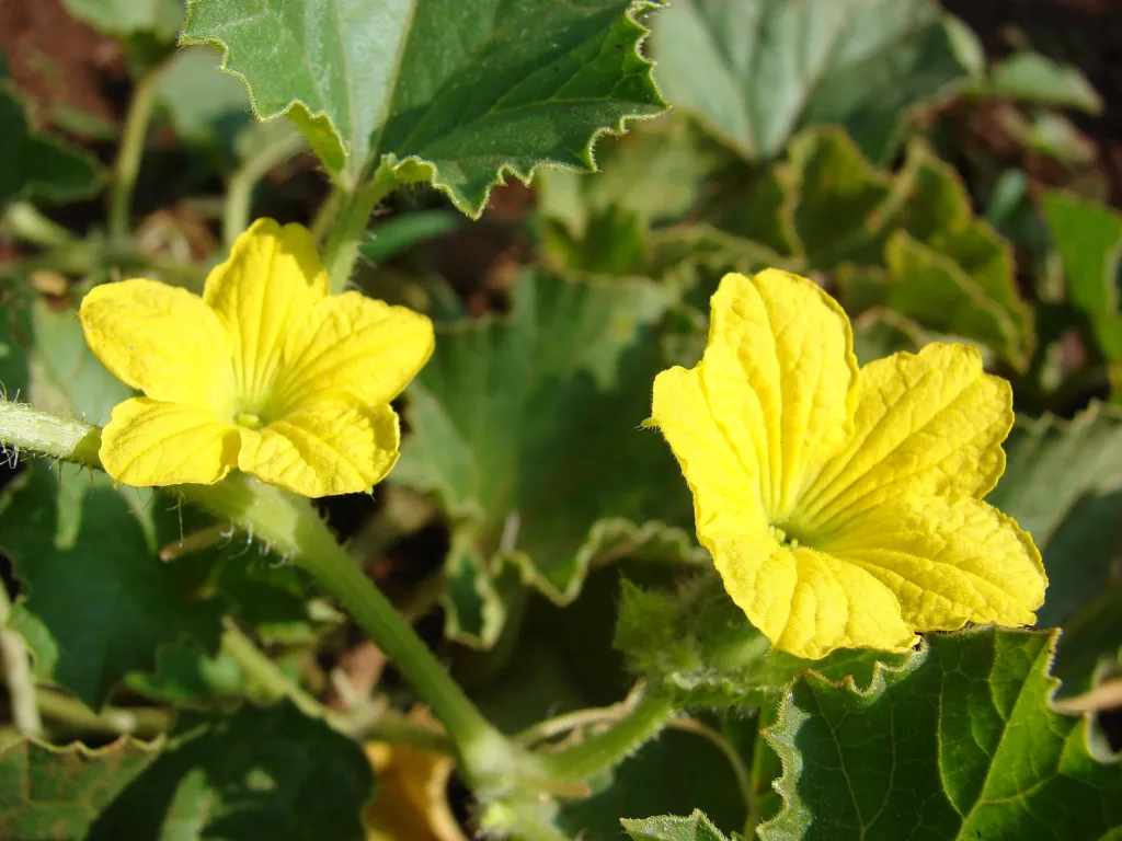melon or true melo (Cucumis melo) – flowers in close-up, plant photo