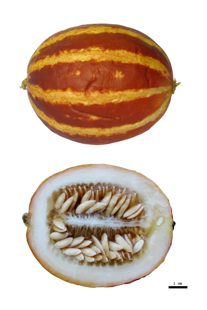 melon or true melo (Cucumis melo) – fruit in close-up, plant photo