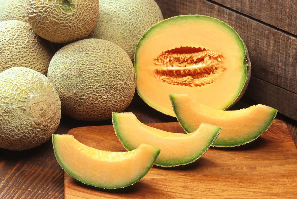 melon or true melo (Cucumis melo) – characteristic appearance, plant photo