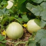 Cucumis melo Inodorus Group – fotografia rastliny