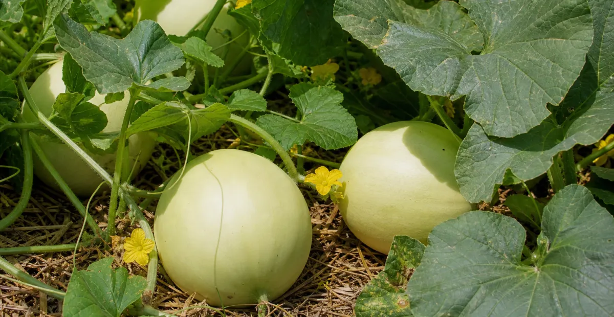 Cucumis melo Inodorus Group – plant photo