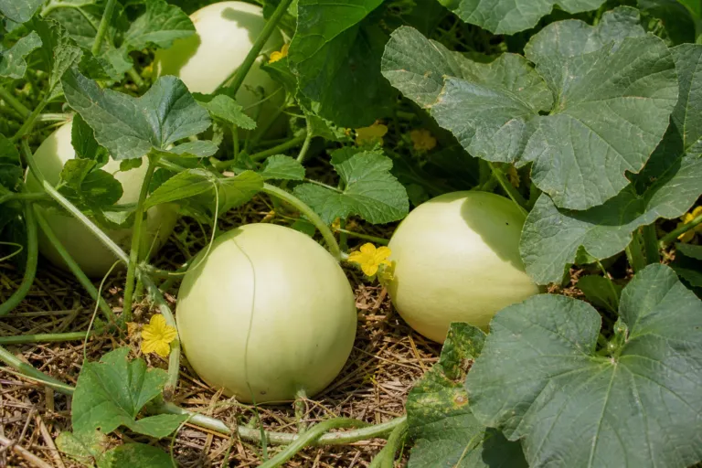 Cucumis melo Inodorus Group
