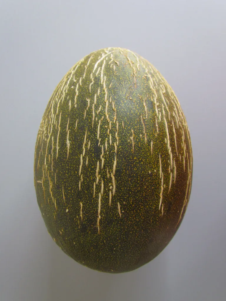 Cucumis melo Inodorus Group – (Cucumis melo Inodorus Group) – typisches Erscheinungsbild