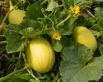 Cucumis melo Makuwa Group care guide