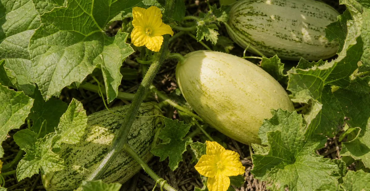 Cucumis melo Momordica Group – plant photo