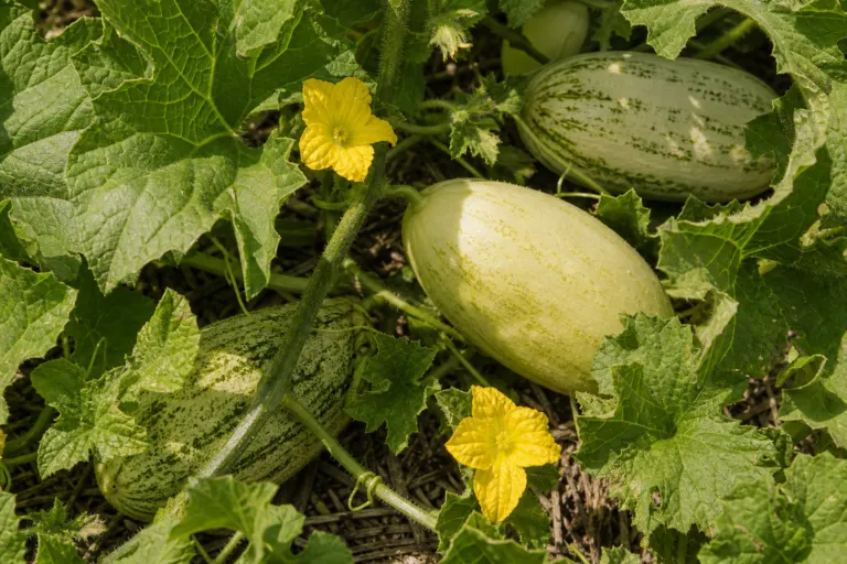 Cucumis melo Momordica Group