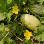 Cucumis melo Momordica Group – pestovanie a starostlivosť (Cucumis melo Momordica Group)