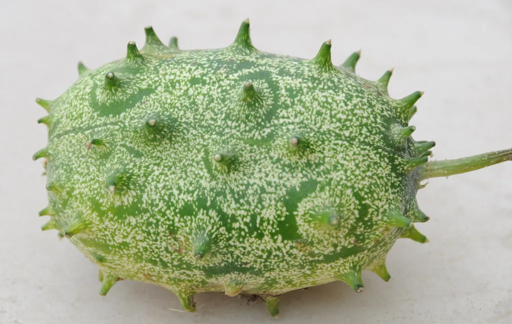 Horned Melon (Cucumis metuliferus) – characteristic appearance, plant photo