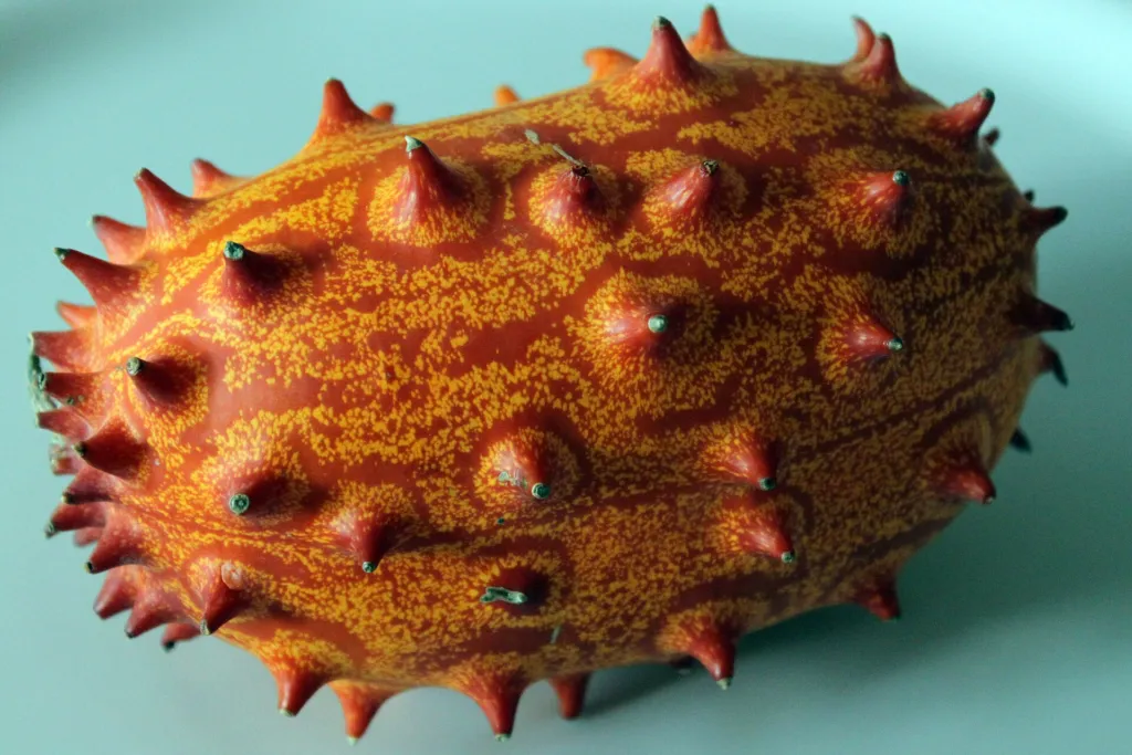 Horned Melon (Cucumis metuliferus) – characteristic appearance, plant photo