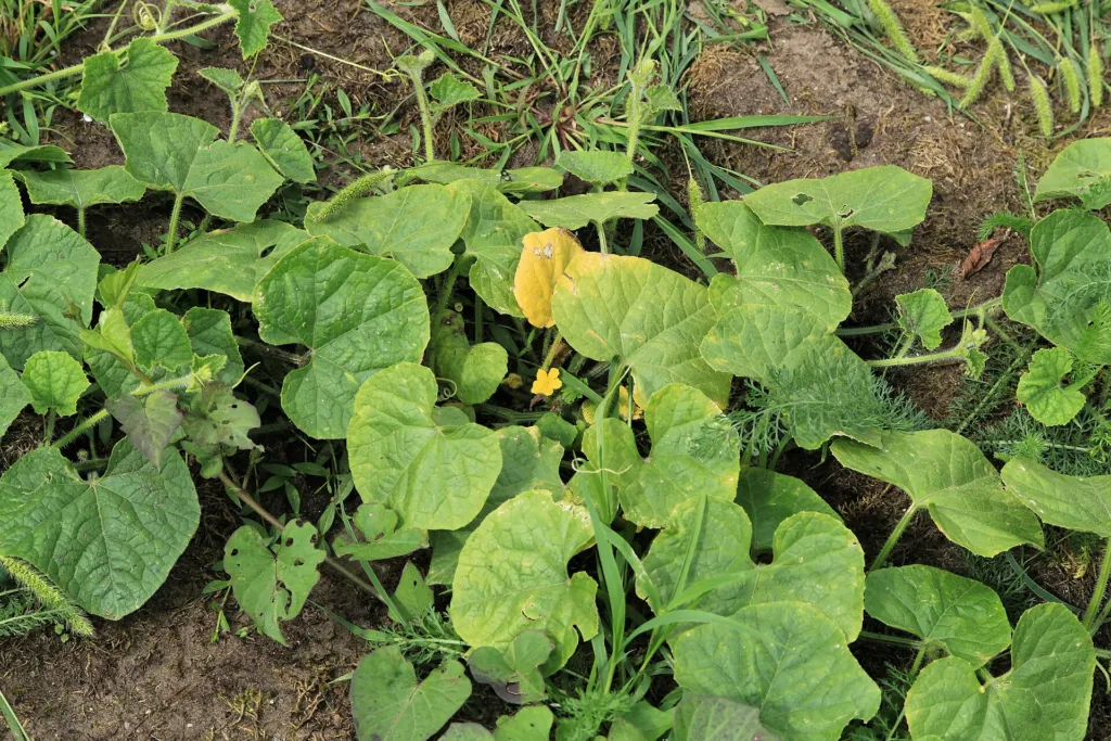 Horned Melon (Cucumis metuliferus) – in a garden setting, plant photo