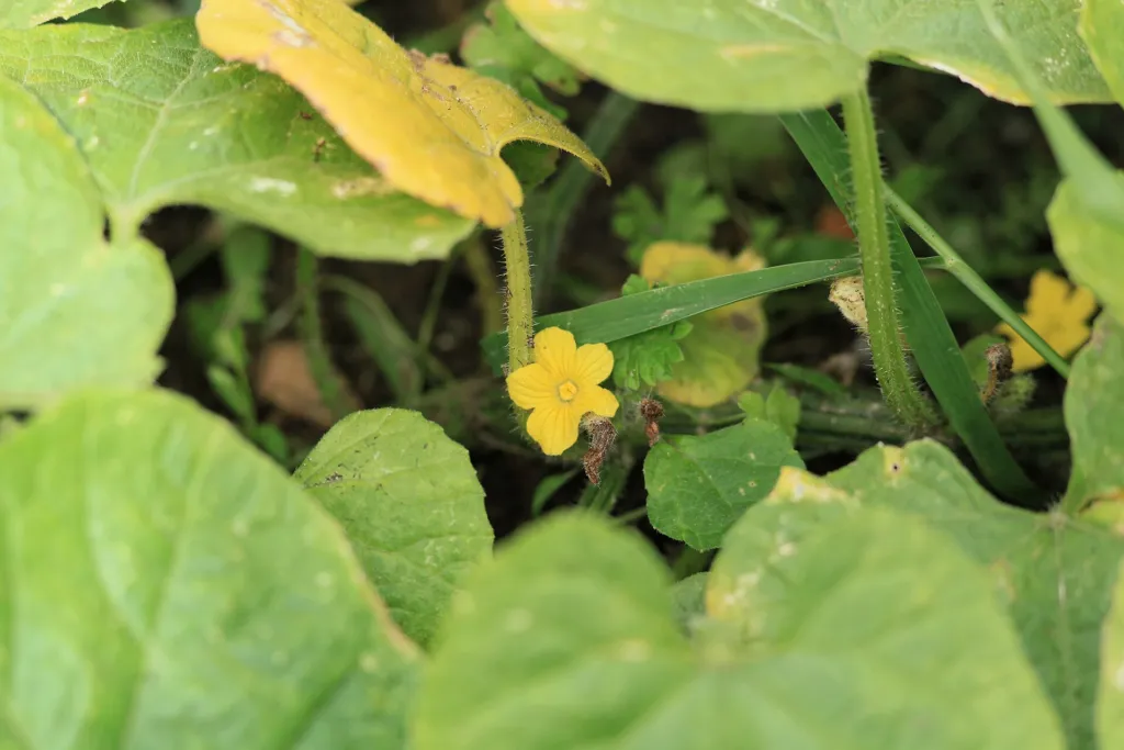 Horned Melon (Cucumis metuliferus) – in a garden setting, plant photo