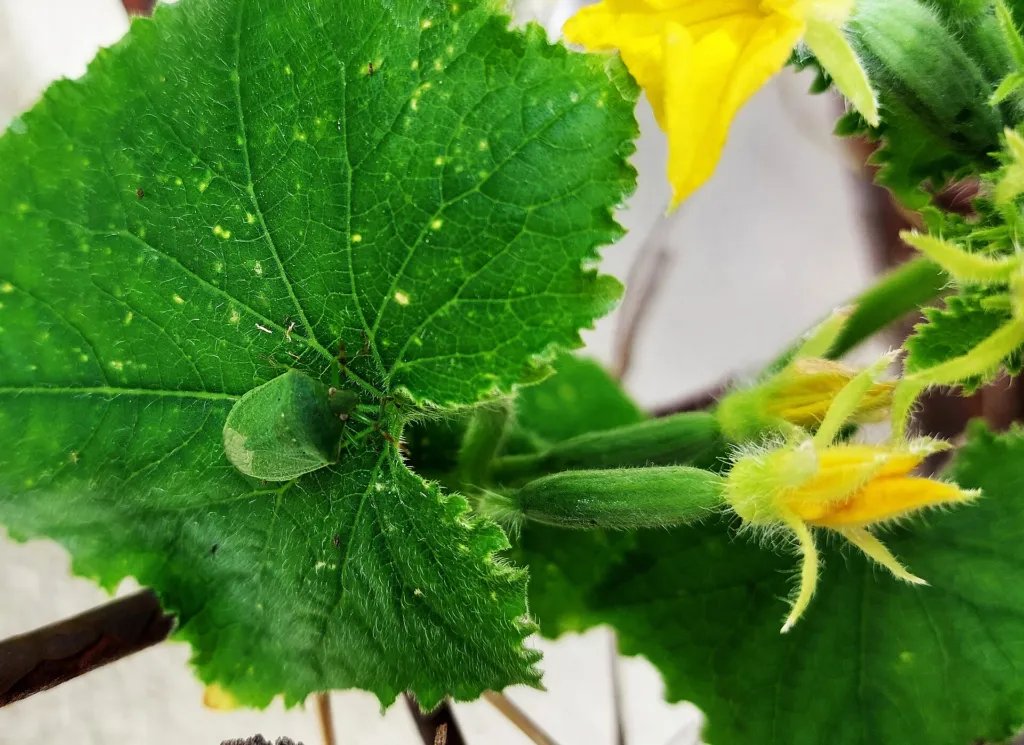 Gurke (Cucumis sativus) – Blätter und Triebe, Pflanzenfoto