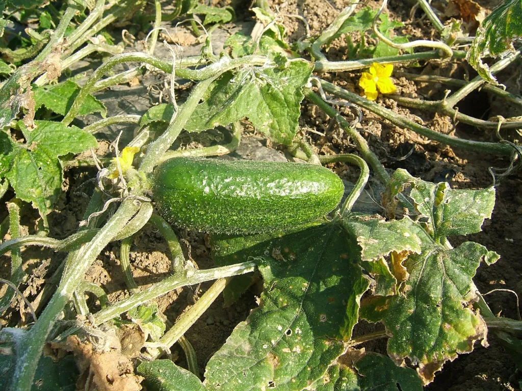 Gurke (Cucumis sativus) – Früchte in Nahaufnahme, Pflanzenfoto