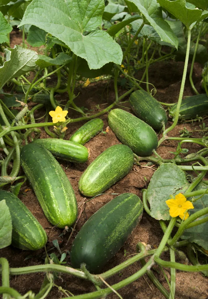 Gurke (Cucumis sativus) – Früchte in Nahaufnahme, Pflanzenfoto