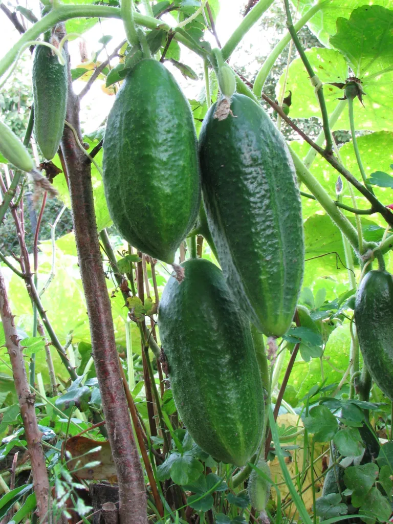 Gurke (Cucumis sativus) – typisches Erscheinungsbild, Pflanzenfoto