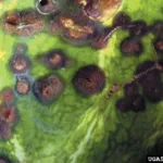 Cucurbit Anthracnose