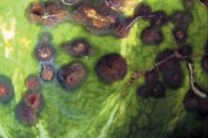 Cucurbit Anthracnose