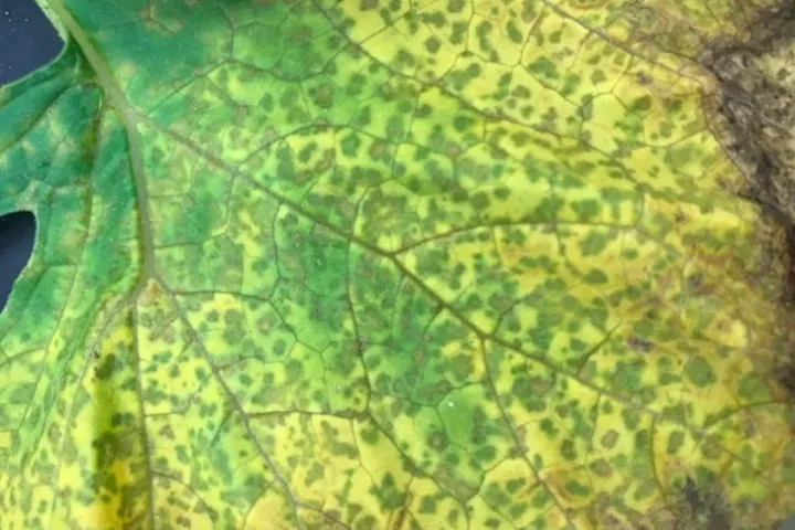 Cucurbit Downy Mildew