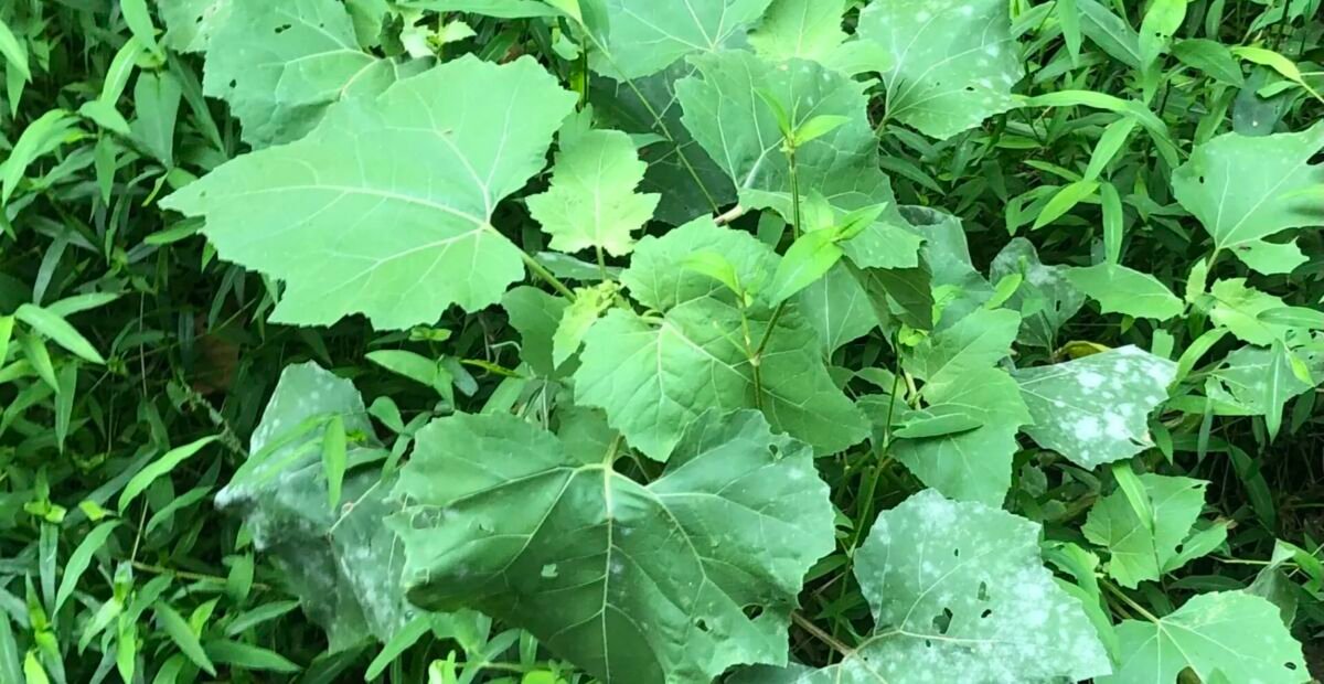 Cucurbit Powdery Mildew