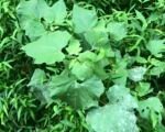 Cucurbit Powdery Mildew