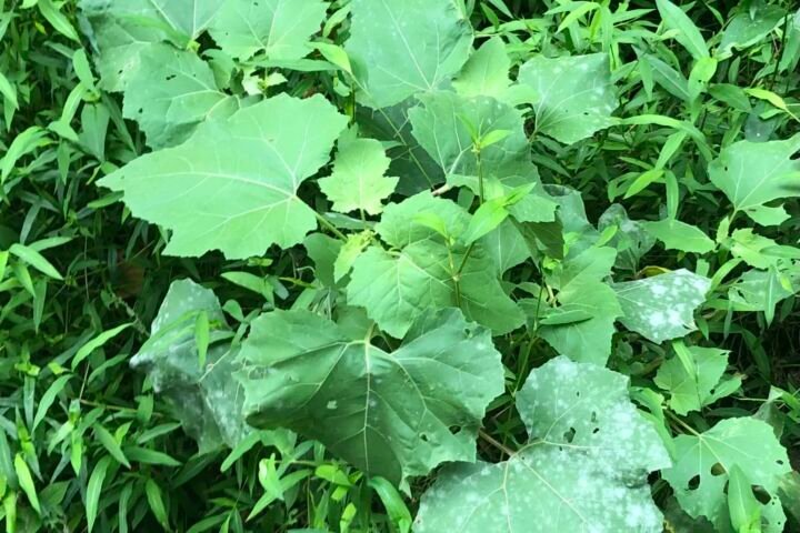 Cucurbit Powdery Mildew
