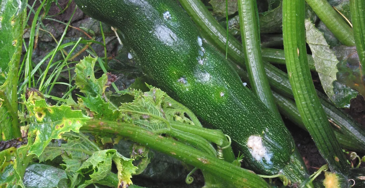 Cucurbit Scab