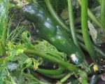 Cucurbit Scab