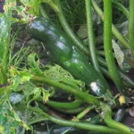 Cucurbit Scab