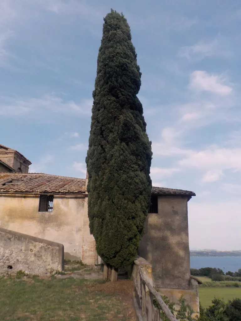 Mittelmeer-Zypresse (Cupressus sempervirens) – typisches Erscheinungsbild, Pflanzenfoto