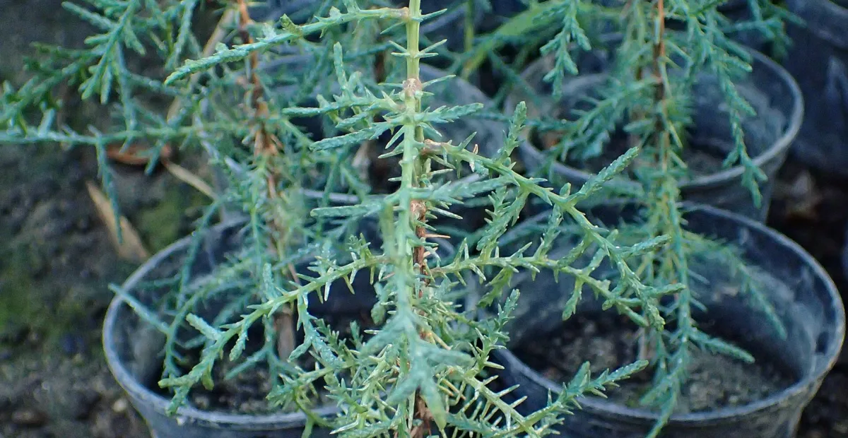 Mediterranean Cypress (Cupressus sempervirens) – plant photo