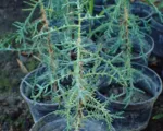 Mediterranean Cypress (Cupressus sempervirens) care guide