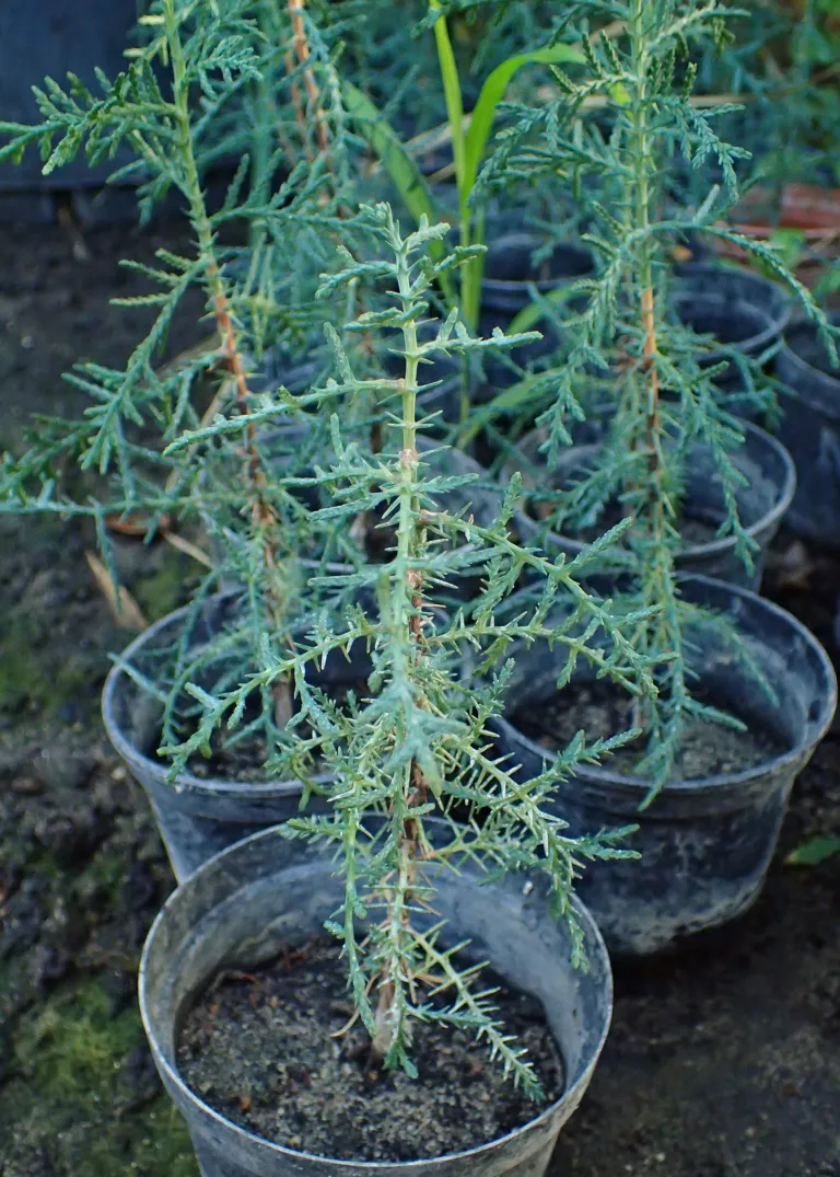 Cupressus sempervirens