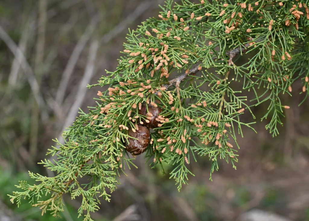 Mittelmeer-Zypresse (Cupressus sempervirens) – typisches Erscheinungsbild, Pflanzenfoto