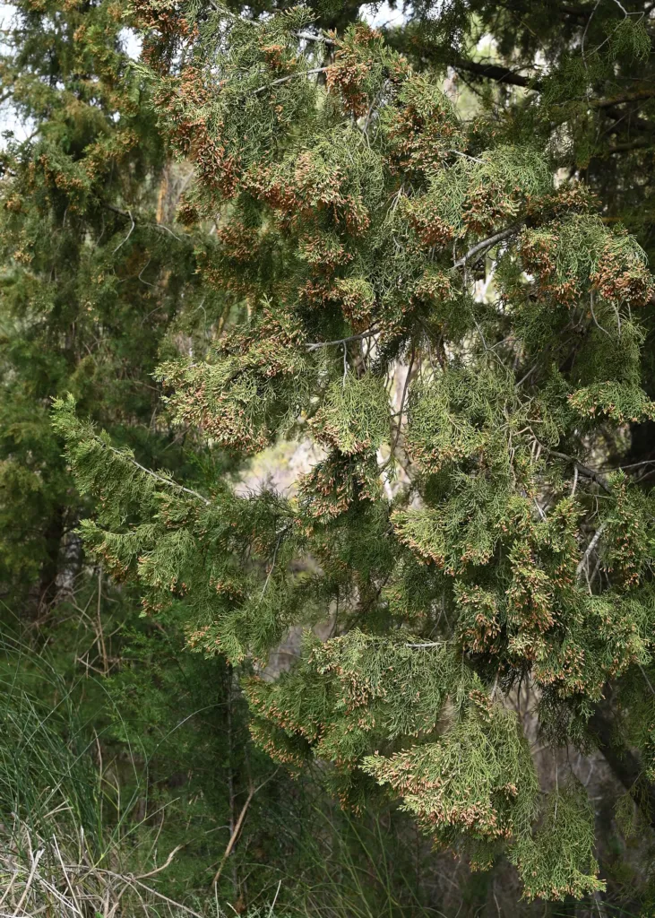 Mittelmeer-Zypresse (Cupressus sempervirens) – typisches Erscheinungsbild, Pflanzenfoto