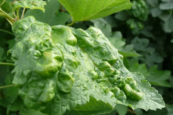 Currant Aphid